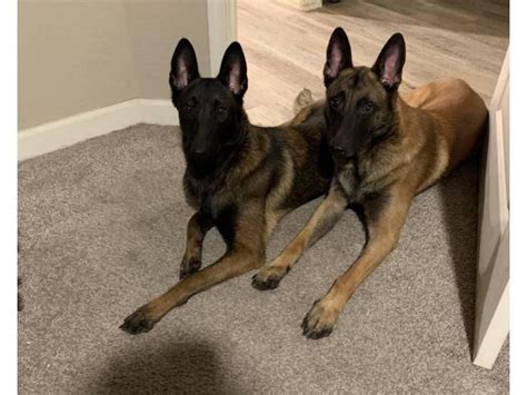 Exquisite Belgian Malinois pups for sale. . Akc belgian malinois puppies for sale